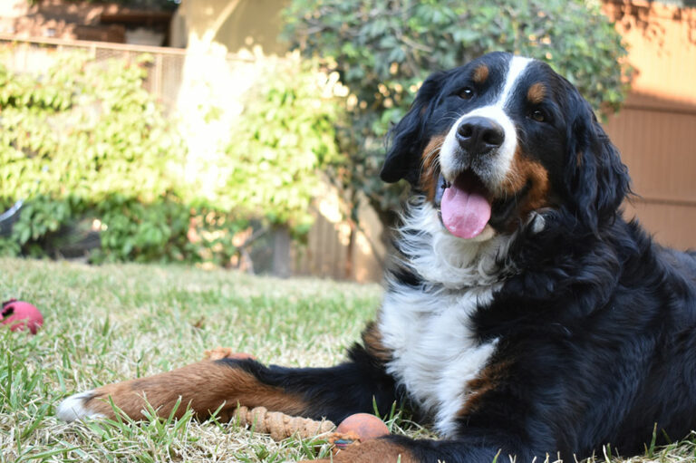 10 science-based benefits of having a dog